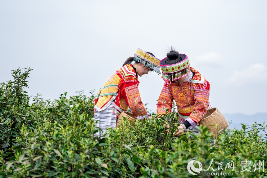 神鵲茶場(chǎng)內(nèi)，采茶女在采摘新茶。人民網(wǎng)記者 涂敏攝