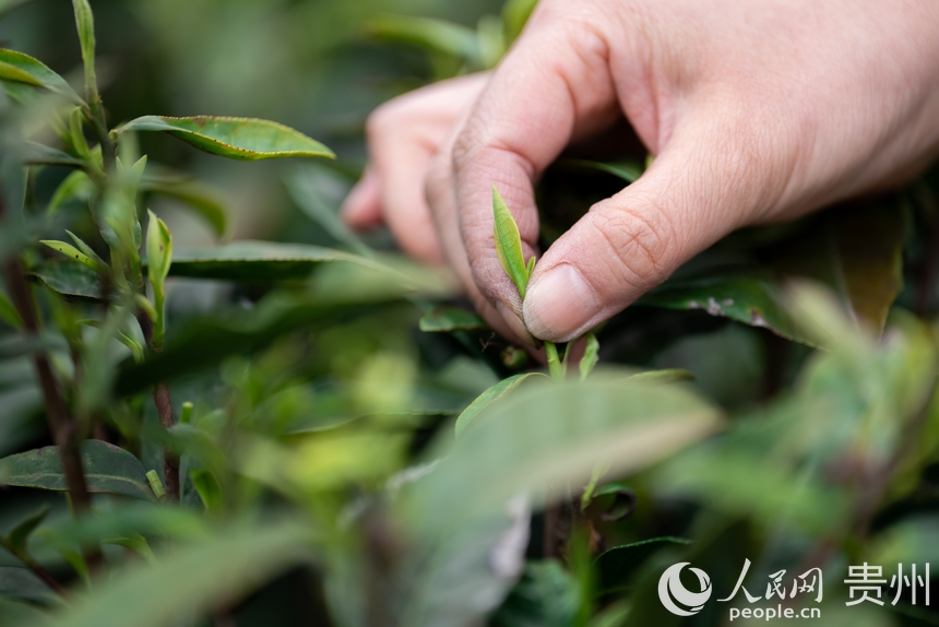 神鵲茶場(chǎng)內(nèi)，采茶女在采摘新茶。人民網(wǎng)記者 涂敏攝