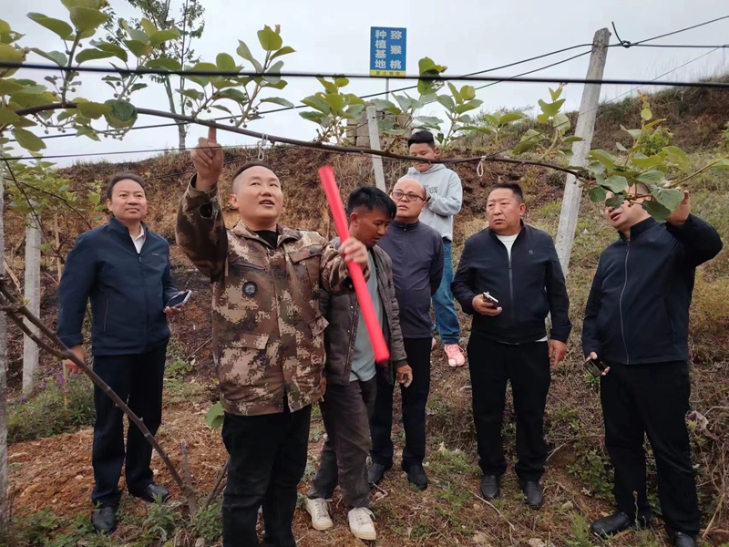 安文忠（左二）在指導農戶疏獼猴桃花蕾。受訪者供圖