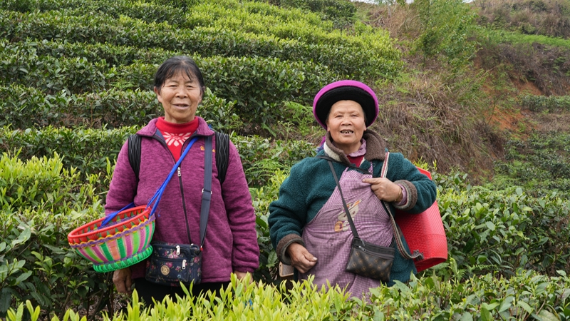 圖為春茶采摘忙。