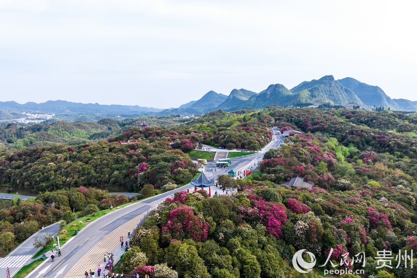 航拍百里杜鵑景區(qū)內(nèi)盛開的杜鵑花。人民網(wǎng)記者 涂敏攝