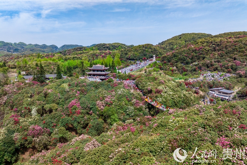 航拍百里杜鵑景區(qū)內(nèi)盛開(kāi)的杜鵑花。人民網(wǎng)記者 涂敏攝
