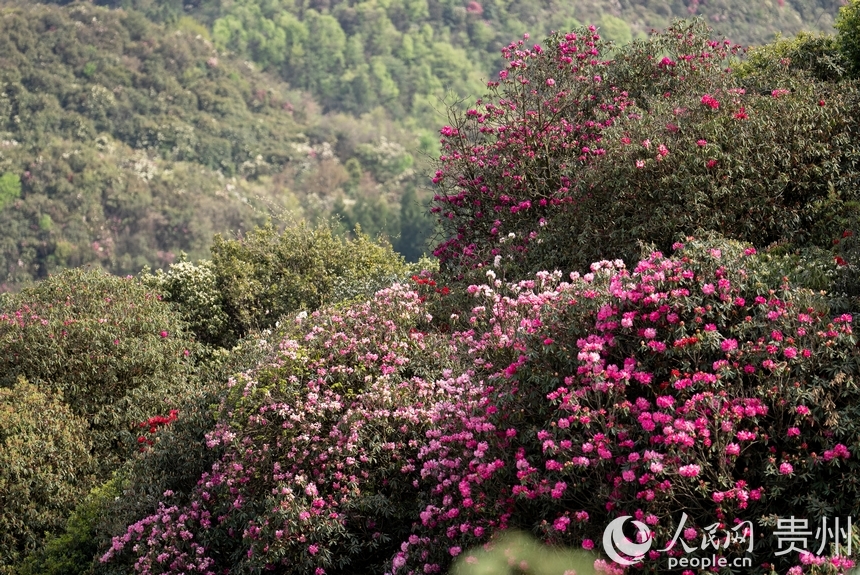 景區(qū)內(nèi)盛開的杜鵑花。人民網(wǎng)記者 涂敏攝