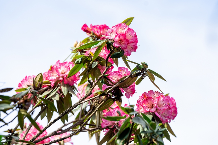 景區(qū)內(nèi)盛開的杜鵑花。王平亮攝