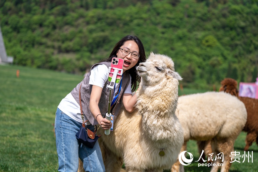 游客與呆萌的羊駝近距離互動拍照。人民網(wǎng)記者 涂敏攝