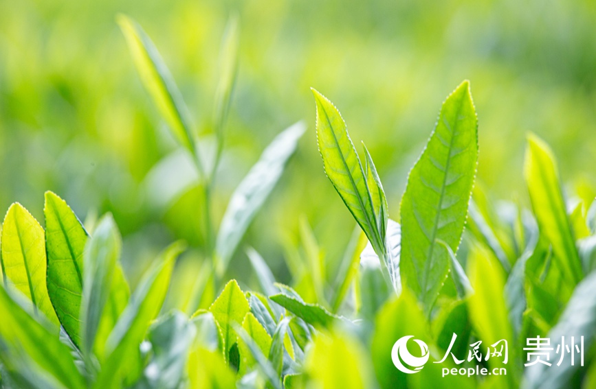 茶芽萌動(dòng)。人民網(wǎng) 黃小桃攝