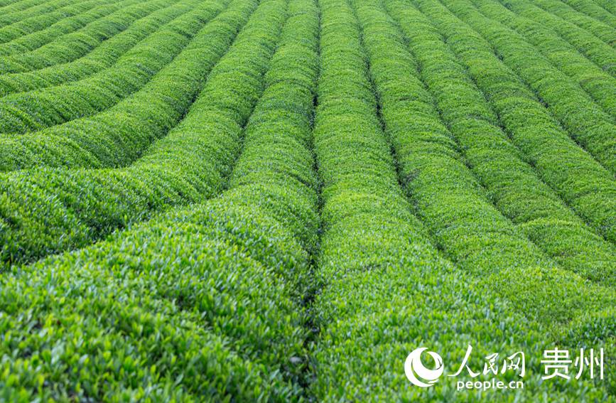 一排排茶樹(shù)整齊排列。人民網(wǎng) 黃小桃攝