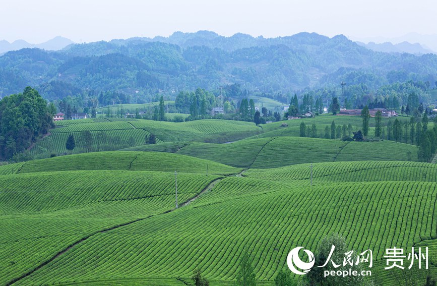 俯瞰萬畝茶海。人民網(wǎng) 黃小桃攝