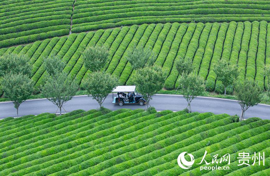 觀光車(chē)從茶園景區(qū)穿過(guò)。人民網(wǎng) 黃小桃攝
