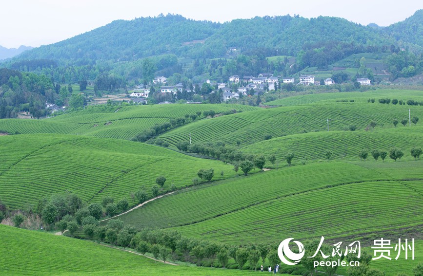 俯瞰萬畝茶海。人民網(wǎng) 黃小桃攝