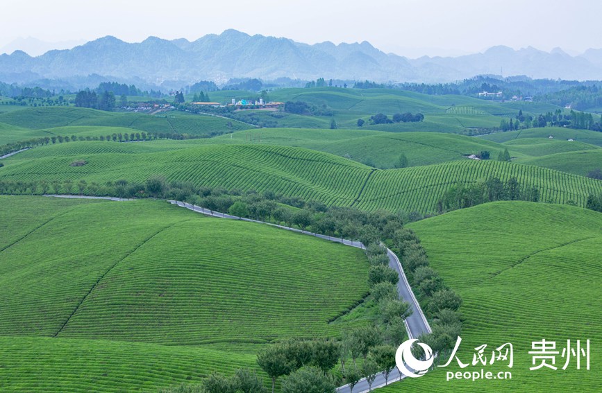 俯瞰萬畝茶海。人民網(wǎng) 黃小桃攝