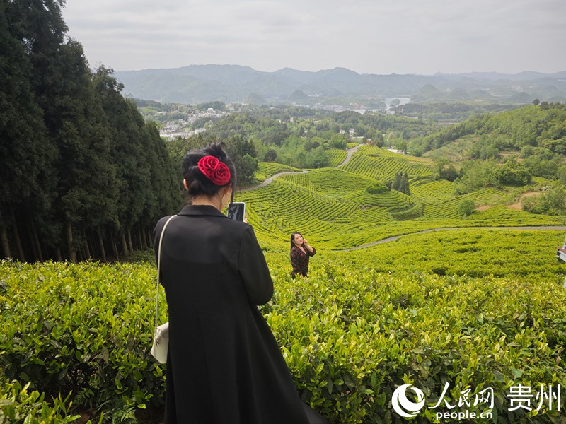 神鵲茶場內(nèi)，游客正在拍照打卡。人民網(wǎng) 黃小桃攝