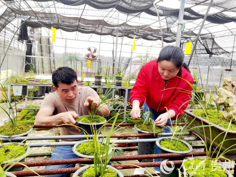 楊華飛與妻子陳友靜仔細(xì)查看蘭花長勢。人民網(wǎng)記者 王秀芳攝1.jpg
