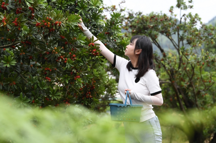 紅果綴青山 永樂奏“梅”章。