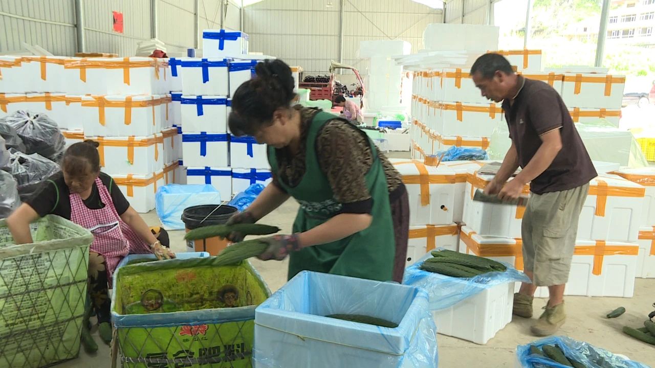 圖為工人正在打包裝箱黃瓜。
