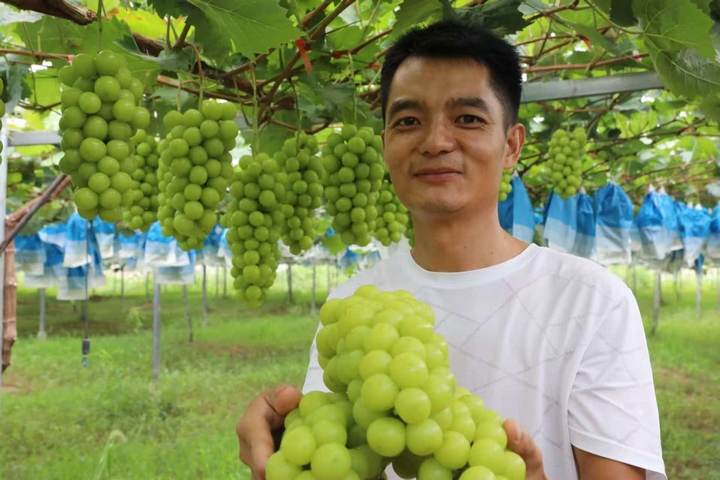 掛滿架子的葡萄。普覺政府供圖