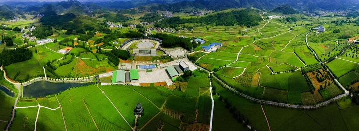 普覺鎮(zhèn)茶產業(yè)。普覺鎮(zhèn)政府供圖