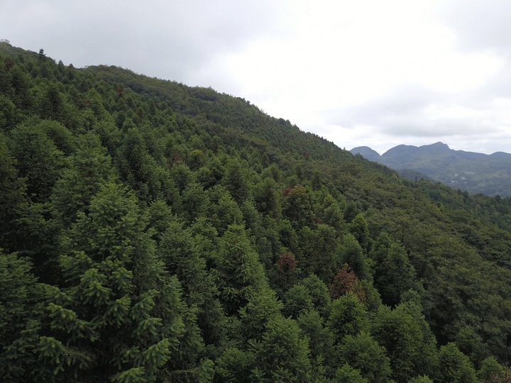 荒山變綠林。.jpg
